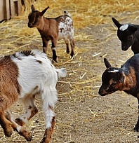 Malatya'nın hayvan sayısı açıklandı: Dağılım dikkat çekti
