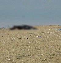 Malatya Pınarbaşı göletinde erkek cesedi bulundu
