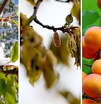 Malatya Tarımı Sınavda: Don, iklim kırbacının ilk darbesi mi? Malatya Tarımı yeni bir gerçekle yüzleşiyor