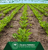 Malatyalı üreticilere müjde! 2. Avans ödemeleri hesaplarda