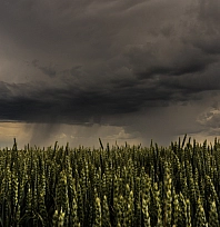 Malatyalılar dikkat! Gün boyu yağış bekleniyor…
