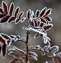 Malatyalılar don ve buzlanmaya dikkat!