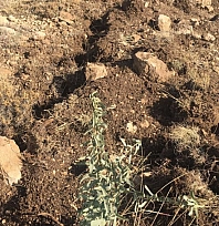 Meralar binlerce tuz çalısı ile yeşerecek