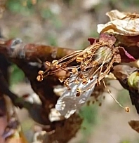 Meteoroloji'den sert uyarı: Malatya'da zirai don bekleniyor!