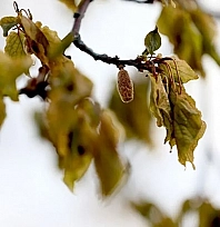 Meteoroloji uyardı: Malatya'da don kapıda! Peki yağış var mı?