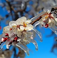 Meteoroloji uyardı: Malatyalı çiftçiler dikkat, zirai don tehlikesi var!