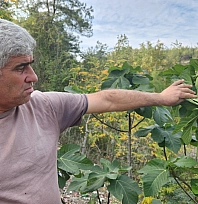 Mevsimi şaşıran incir ağaçları meyve verdi