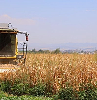 Mısır hasadı başladı