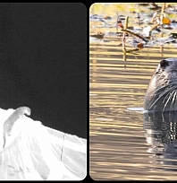 Nesli tehlike altındaydı… Elazığ'da görüntülendi