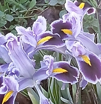 Nevruz'la Gelen Bahar Müjdesi!