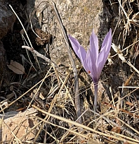 Ölbe Vadisi'nde çiğdem şöleni