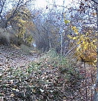 Ormanın Hayaleti görüntülendi