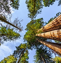 Ormanlar İçin Harekete Geçiliyor: 5 Yıllık Yol Haritası Yayımlandı