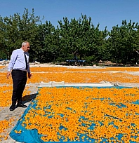 Osman Akar kayısı hasat sürecini yerinde inceledi