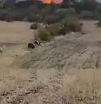 Otluk alanda yangın