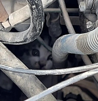 Otomobilin motoruna sıkışan yavru kediyi itfaiye kurtardı