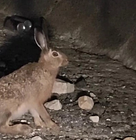 Otoyolda yabani tavşan görüntülendi