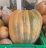 Palu'da ata tohumu kabaklar 35 kiloya ulaştı