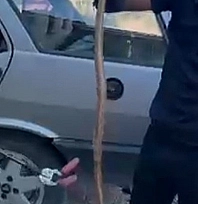 Malatya'da yılan paniği! Son anda fark edildi