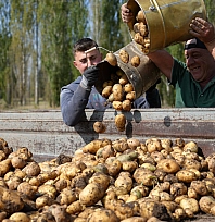Patates hasadı yüz güldürdü