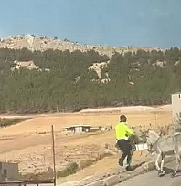 Polis, eşşeğe müdahale etti