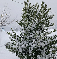 Pütürge beyaza büründü! Kartpostallık görüntüler ortaya çıktı