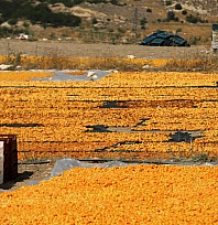 Rakım 1800! Malatya'nın zirvesinde kayısı hasadı daha yeni başlıyor