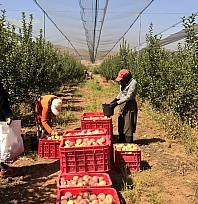 Resmi Gazete'de yayımlandı! 2027 tarım destekleri belli oldu| Malatya'da ürün deseni şekillendi...