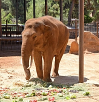 Şahin'den CHP'li Başarır'a yalanlama