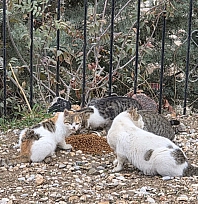 Sahipsiz kedilere mama bırakıldı