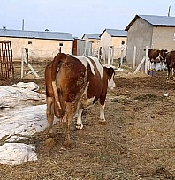 Şap hastalığı, ölümler üreticiyi zorluyor