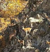 Sarp kayalıkların sahiplerinden görsel şölen