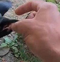 Şefkatle büyüttüğü kargalar onu kapıda karşılıyor