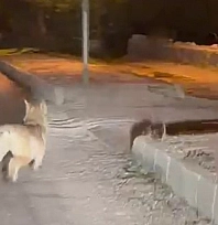Şehre inen kurdu otomobiliyle kovaladı