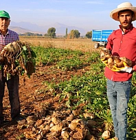 Şeker pancarı hasadı başladı