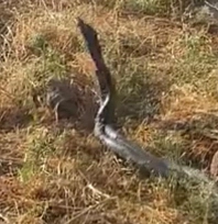 Sıcak hava devasa yılanları ortaya çıkardı
