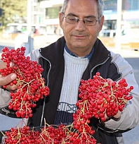 Şifa deposu gilaburuya ilgi yoğun!