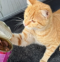 Soğuk havada sokak hayvanları unutulmadı!