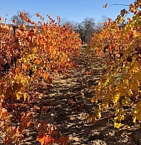 Sonbaharın altın tonları Arapgir'e hayran bırakıyor