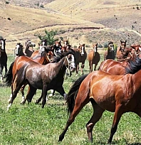 Malatya'da 15 safkan Arap tayı görücüye çıkıyor
