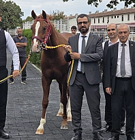 Sultansuyu'nun tayları 51,6 milyon TL'ye satıldı