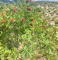 Sumak hasadı başladı