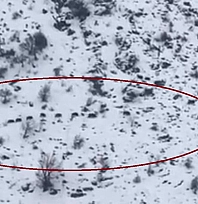 Sürü halinde gezen domuzlar görüntülendi