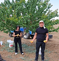Susuz yetiştirildi: Malatya Kayısısı Kahramanmaraş'a ödül getirdi!
