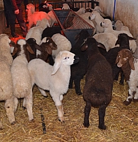 Sütçü koyunlar ilk kuzularını dünyaya getirdi
