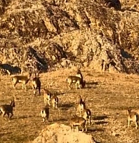 Tarihi kalede dağ keçileri görüldü