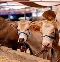 Tarım Bakanlığı duyurdu: Şap krizi bitiyor mu?