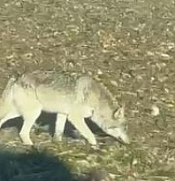 Tehlike çanları çalıyor: Aç kalan kurtlar şehir merkezine iniyor!