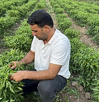 Tescilli Çermik biberinin hasadı devam ediyor