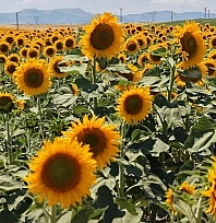 TİGEM yağlık ayçiçeği satacak